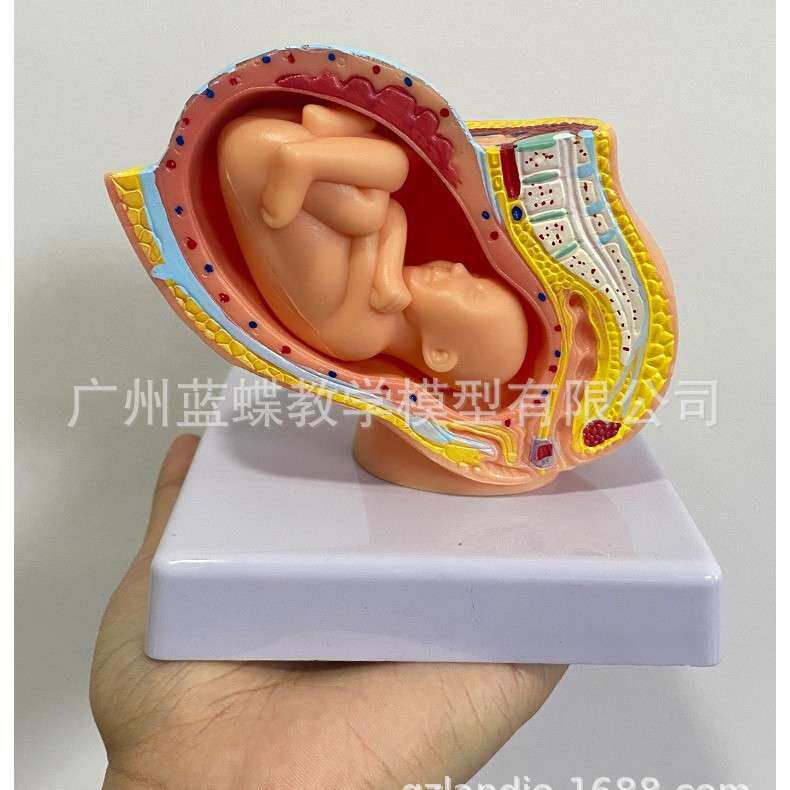 女性盆腔附足月胎儿模型 妊娠发育九个月胎儿子宫 胚胎模型 胎儿