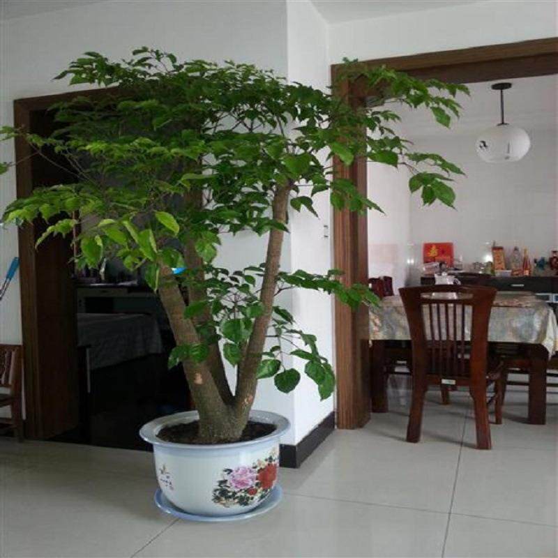 幸福树大盆栽植物室内客厅树桩平安发财大型盆景花卉绿植开业送礼
