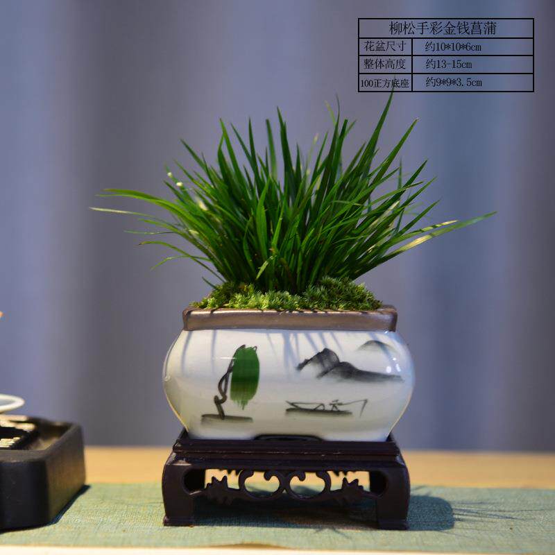 金桔盆栽桔子室内观果绿植年宵花喜庆盆景植物过年观赏摆件送礼