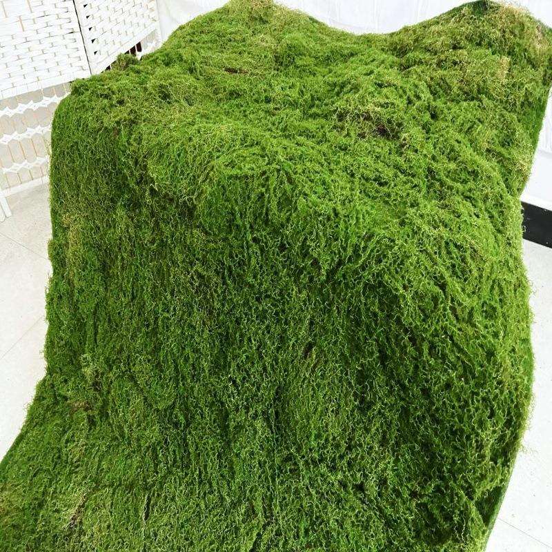 带苞丝底珍珠棉植绒毛苔藓地毯永生青苔墙园林软装假山沙盘造景