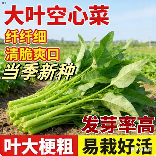 正宗大叶空心菜种子柳叶