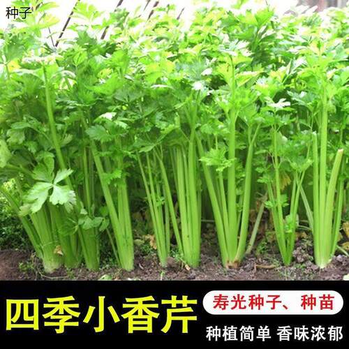 四季小香芹种子蔬菜秋季