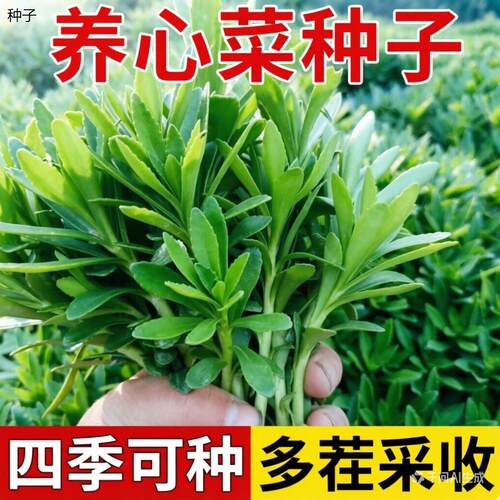 正宗高钙养心菜种子阳台