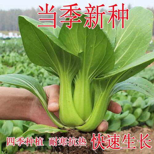 上海青小油菜种子高产早熟耐热