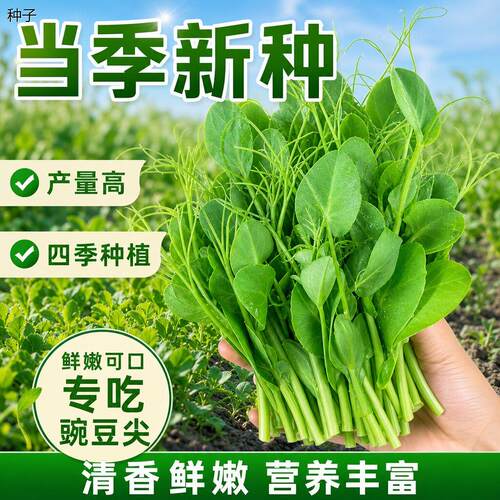 正宗无须豌豆尖种籽苗种