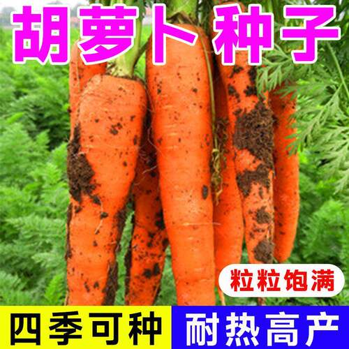 耐热耐寒四季胡萝卜种子