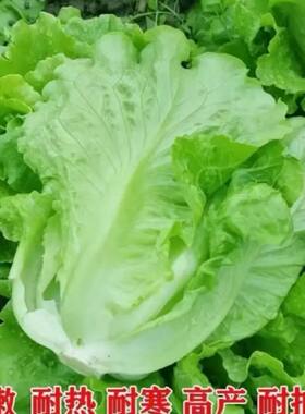 意大利生菜种子耐热耐寒抗虫