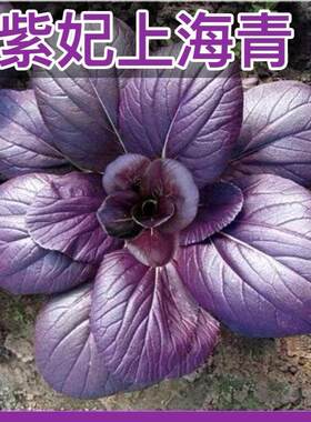 可过冬紫妃上海青种籽紫色小青菜种子特色菜园阳台耐热四季蔬菜孑