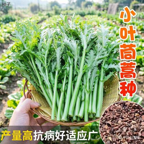 正宗四季小叶茼蒿种子籽