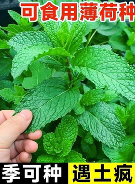可食用薄荷种子四季播驱蚊观赏