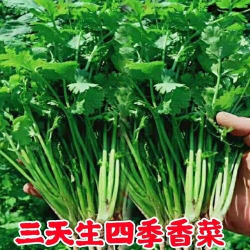 耐寒耐热大叶芫荽香菜种子四季速