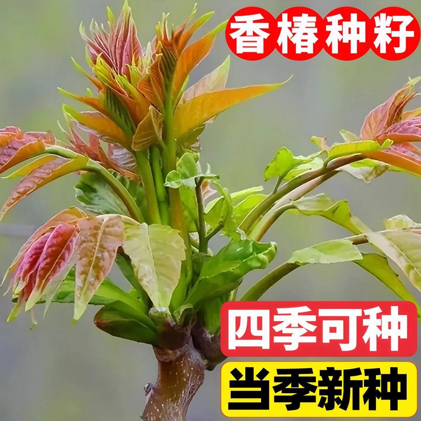 速生红油香椿种子四季阳台盆栽芽苗菜香椿芽蔬菜种子菜籽春芽树