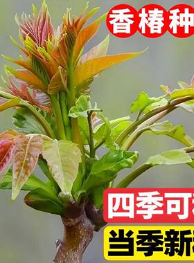 速生红油香椿芽苗菜种子