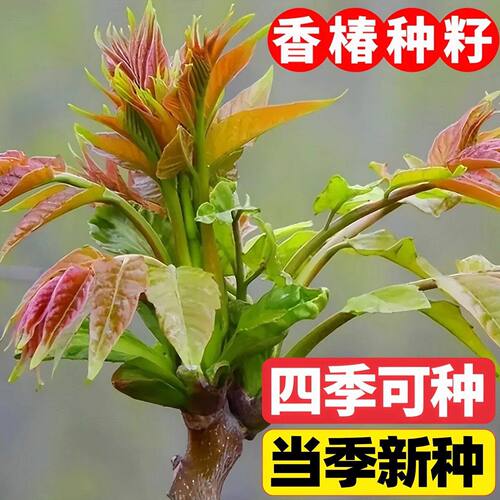 速生红油香椿芽苗菜种子