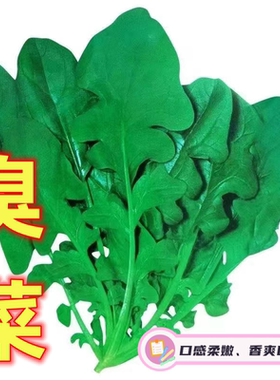 四季播阳台盆栽臭菜种子