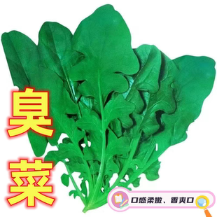 四季保健菜臭菜种子蔬菜种籽春秋播芝麻香菜野2元包邮小商品88vip