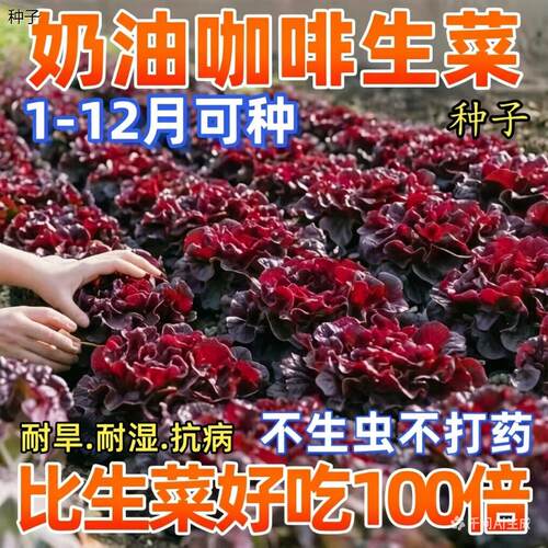 正宗奶油咖啡紫生菜种子