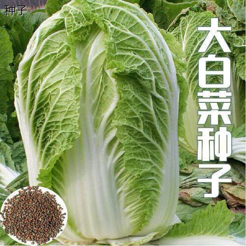 冬储38斤大白菜种子山东