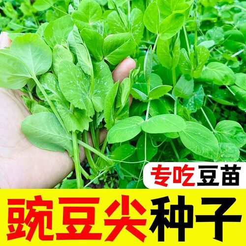 无须豌豆尖种子四季播易种