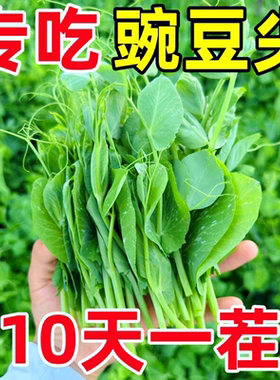 10天开吃甜豌豆苗种子四季播