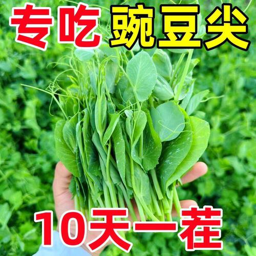 10天开吃甜豌豆苗种子四季播