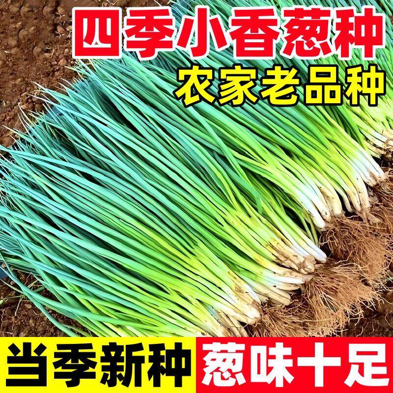 四季阳台盆栽小香葱种子