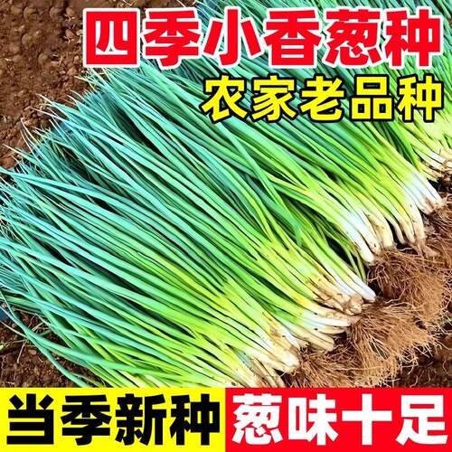 四季阳台盆栽小香葱种子