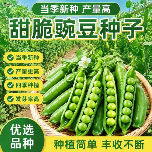 正宗甜脆豌豆种子四季高