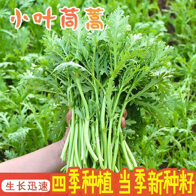 小叶茼蒿皇帝菜种子四季可播
