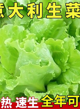 耐寒四季生菜种子老品种紫叶