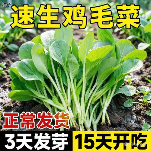 正宗速生鸡毛菜种子小油