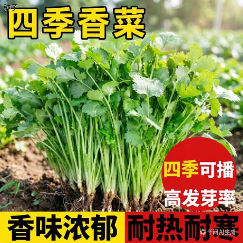 正宗农家香菜种子春夏秋