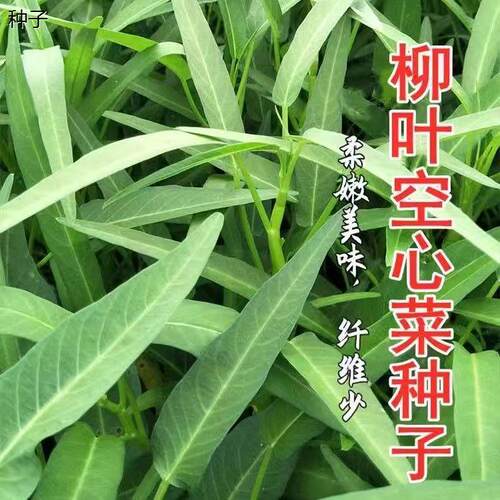 四季蔬菜种子柳叶空心菜