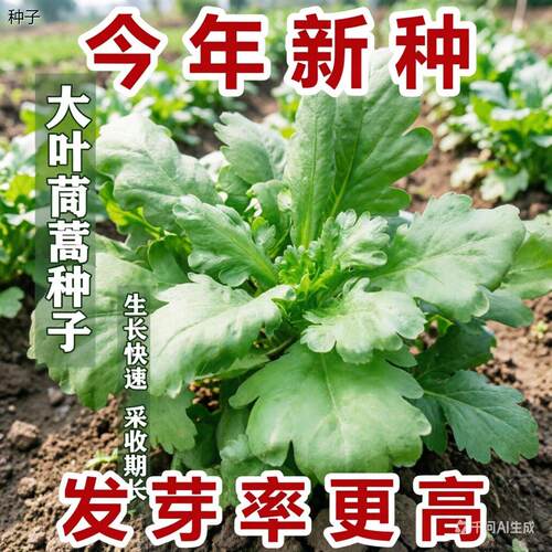 正宗大叶茼蒿种子种籽皇