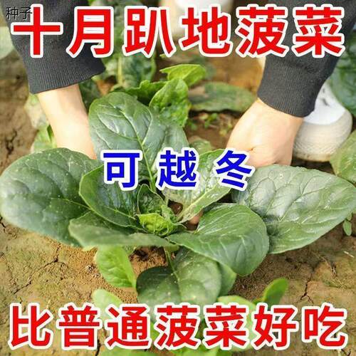 十月趴地菠菜种子四季速