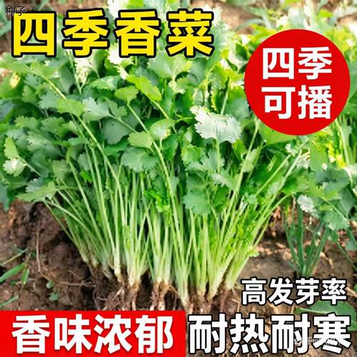 正宗香菜种子四季易种耐
