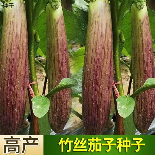 花仙子冰川竹丝长茄种子