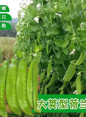 当季现摘甜荷兰豆种子高产易种