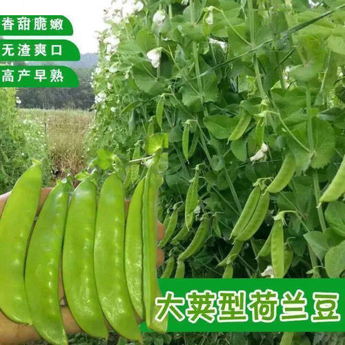 当季现摘甜荷兰豆种子高产易种