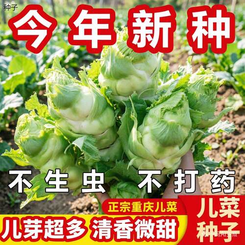 正宗儿菜种子春季播种四