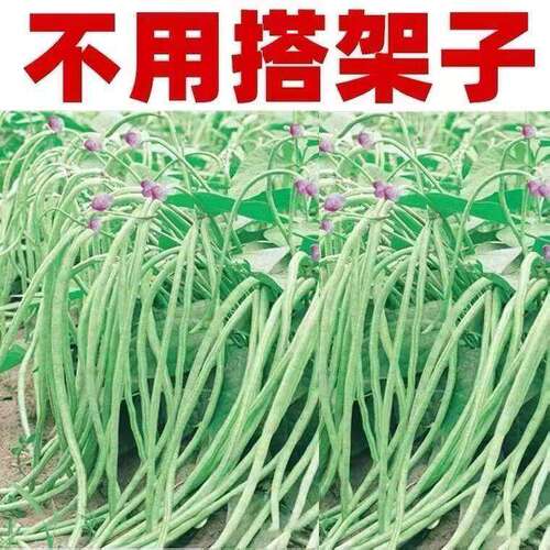 不搭架地豆角种子四季高产