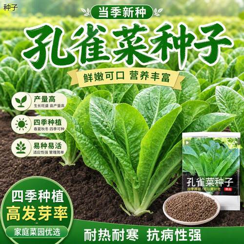 正宗孔雀菜种子直立罗马
