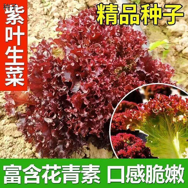 紫色生菜种子秋季播种夏季开花水培蔬菜种子新2元包邮小商品88vip