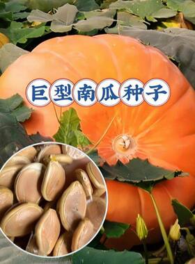 【巨型南瓜种子】家庭阳台种植盆栽地栽四季种植易种易活绿色营养