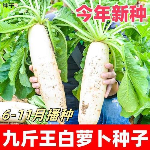 九斤王种子白萝卜种籽蔬