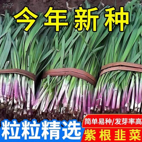 100%新种紫根韭菜种子宽