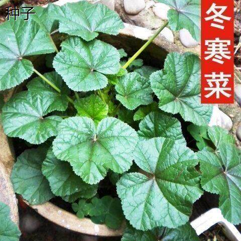 糯米冬寒菜种子四季种植