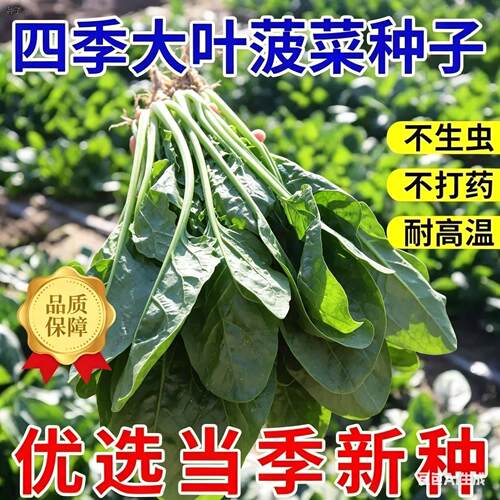 正宗耐抽苔菠菜种子抗热