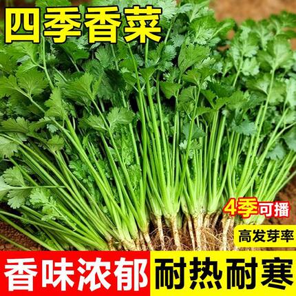 四季大叶香菜种子阳台盆栽秋冬简单易种植芫荽2元包邮小商品88vip