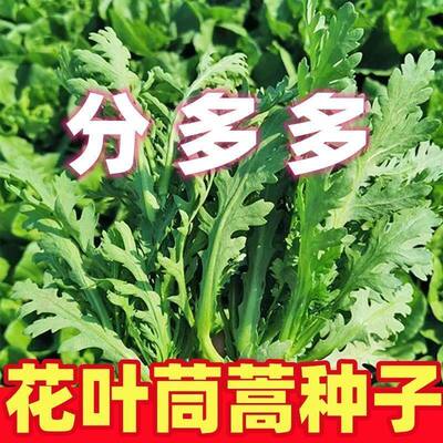 清香花叶茼蒿种子耐热耐寒四季播